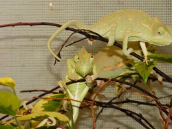 Chameleon jemenský (Chamaeleo calyptratus)