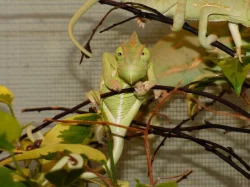 Chameleon jemenský (Chamaeleo calyptratus)
