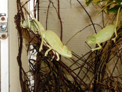 Chameleon jemenský (Chamaeleo calyptratus)