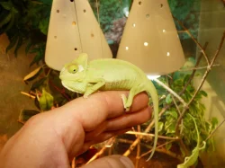 Chameleon jemenský (Chamaeleo calyptratus)