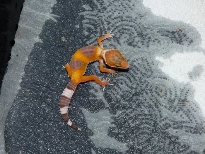 Gekončík noční (Eublepharis macularius)