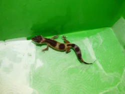Gekončík noční (Eublepharis macularius)