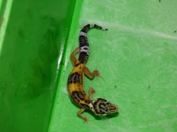 Gekončík noční (Eublepharis macularius)