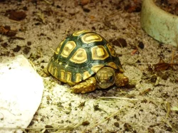 Želva pardálí (Stigmochelys pardalis)