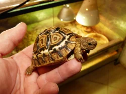 Želva pardálí (Stigmochelys pardalis)