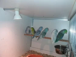 Prodej papoušíčků šedokřídlých