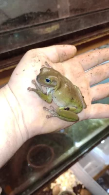 Rosnice siná (Litoria infrafrenata)