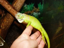 Leguán zelený (Iguana iguana)