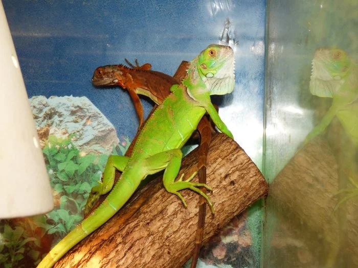 Leguán zelený (Iguana iguana)