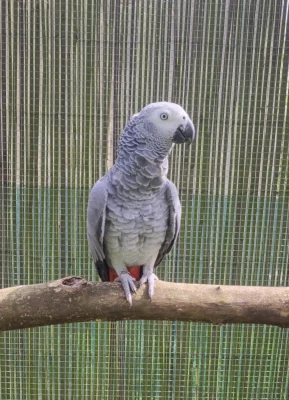Papoušek šedý - žako 0,1 kr.23