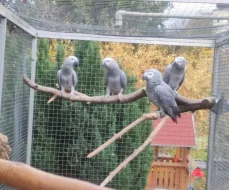 Papoušek šedý - žako 0,1 kr.23