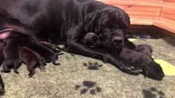 Štěňata cane corso po špičkových rodičích k odběru