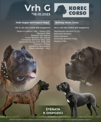 Štěňata cane corso po špičkových rodičích k odběru