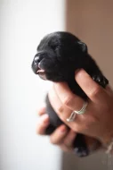 Štěňata cane corso po špičkových rodičích k odběru