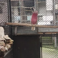 Kakadu růžový lutino