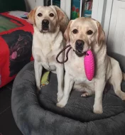 žlutá štěňata s PP