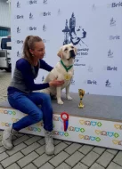 žlutá štěňata s PP