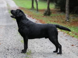 žlutá štěňata s PP