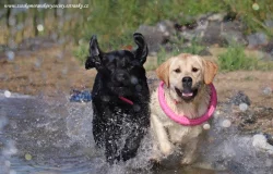 žlutá štěňata s PP