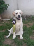 žlutá štěňata s PP