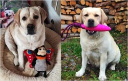 žlutá štěňata s PP