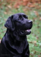 žlutá štěňata s PP