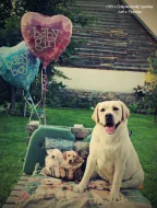 žlutá štěňata s PP