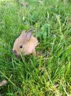 VYMAZLENÍ ZAKRSLÍ KRÁLÍČCI - teddy, beranek, minilop, rex