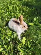 VYMAZLENÍ ZAKRSLÍ KRÁLÍČCI - teddy, beranek, minilop, rex