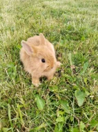 VYMAZLENÍ ZAKRSLÍ KRÁLÍČCI - teddy, beranek, minilop, rex