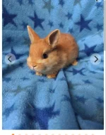 VYMAZLENÍ ZAKRSLÍ KRÁLÍČCI - teddy, beranek, minilop, rex