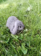 VYMAZLENÍ ZAKRSLÍ KRÁLÍČCI - teddy, beranek, minilop, rex