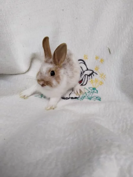 VYMAZLENÍ ZAKRSLÍ KRÁLÍČCI - teddy, beranek, minilop, rex