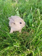 VYMAZLENÍ ZAKRSLÍ KRÁLÍČCI - teddy, beranek, minilop, rex