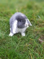 VYMAZLENÍ ZAKRSLÍ KRÁLÍČCI - teddy, beranek, minilop, rex