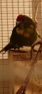 Kakariki
