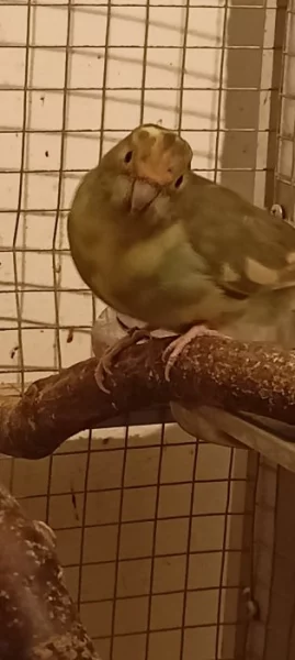 Kakariki