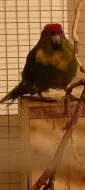 Kakariki