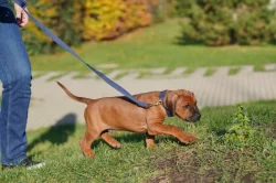 Nestandardní chlapeček Rhodéský Ridgeback s PP