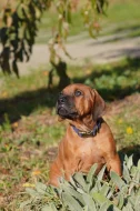 Nestandardní chlapeček Rhodéský Ridgeback s PP