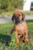 Nestandardní chlapeček Rhodéský Ridgeback s PP