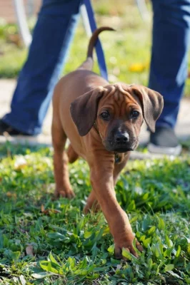 Nestandardní chlapeček Rhodéský Ridgeback s PP