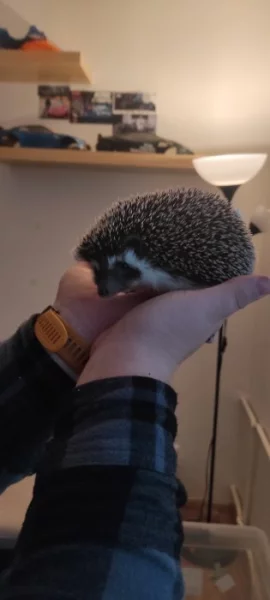 Ježek