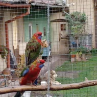 Rosela