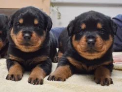 Rotvajler štěně, Rottweiler štěně prodáme štěňata s PP