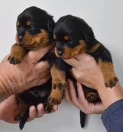 Rotvajler štěně, Rottweiler štěně prodáme štěňata s PP