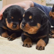 Rotvajler štěně, Rottweiler štěně prodáme štěňata s PP