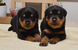 Rotvajler štěně, Rottweiler štěně prodáme štěňata s PP