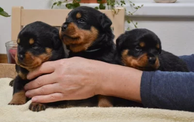 Rotvajler štěně, Rottweiler štěně prodáme štěňata s PP