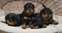 Rotvajler štěně, Rottweiler štěně prodáme štěňata s PP